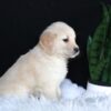 Image of Ava, a Golden Retriever puppy