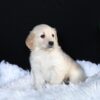 Image of Ava, a Golden Retriever puppy