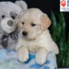 Image of Bailey, a Golden Retriever puppy