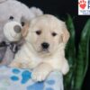 Image of Bailey, a Golden Retriever puppy