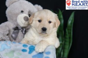 Image of Bailey, a Golden Retriever puppy