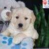 Image of Bailey, a Golden Retriever puppy