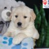 Image of Bailey, a Golden Retriever puppy