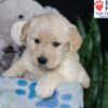 Image of Bailey, a Golden Retriever puppy