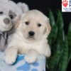 Image of Bailey, a Golden Retriever puppy