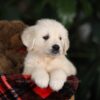 Image of Beethoven (trained), a Golden Retriever puppy