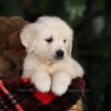 Image of Beethoven (trained), a Golden Retriever puppy