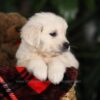 Image of Beethoven, a Golden Retriever puppy