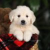 Image of Beethoven (trained), a Golden Retriever puppy