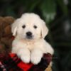 Image of Beethoven, a Golden Retriever puppy