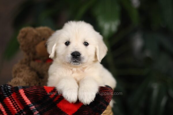 Image of Beethoven (trained), a Golden Retriever puppy