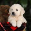 Image of Beethoven, a Golden Retriever puppy