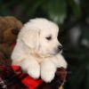 Image of Beethoven (trained), a Golden Retriever puppy