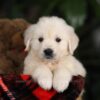 Image of Beethoven, a Golden Retriever puppy