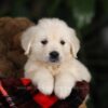 Image of Beethoven (trained), a Golden Retriever puppy