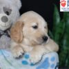 Image of Belle, a Golden Retriever puppy