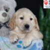 Image of Belle, a Golden Retriever puppy