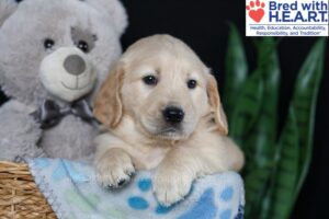 Image of Belle, a Golden Retriever puppy