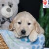 Image of Belle, a Golden Retriever puppy