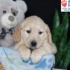 Image of Belle, a Golden Retriever puppy