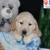 Image of Belle, a Golden Retriever puppy