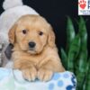 Image of Ben, a Golden Retriever puppy