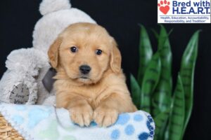 Image of Ben, a Golden Retriever puppy