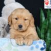 Image of Ben, a Golden Retriever puppy