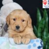 Image of Ben, a Golden Retriever puppy