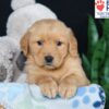 Image of Ben, a Golden Retriever puppy