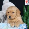 Image of Ben, a Golden Retriever puppy