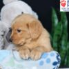 Image of Ben, a Golden Retriever puppy