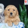 Image of Ben, a Golden Retriever puppy