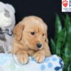 Image of Ben, a Golden Retriever puppy