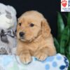 Image of Ben, a Golden Retriever puppy