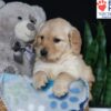 Image of Blossom, a Golden Retriever puppy