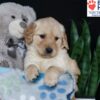 Image of Blossom, a Golden Retriever puppy