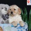 Image of Blossom, a Golden Retriever puppy