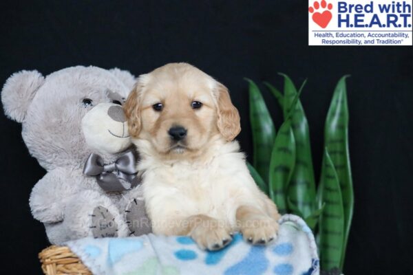 Image of Blossom, a Golden Retriever puppy