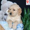 Image of Bobby, a Golden Retriever puppy