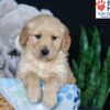 Image of Bobby, a Golden Retriever puppy