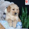 Image of Bobby, a Golden Retriever puppy