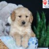 Image of Bobby, a Golden Retriever puppy