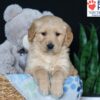 Image of Bobby, a Golden Retriever puppy