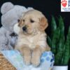 Image of Bobby, a Golden Retriever puppy