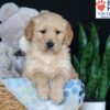 Image of Bobby, a Golden Retriever puppy