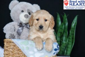 Image of Bobby, a Golden Retriever puppy