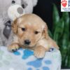 Image of Brielle, a Golden Retriever puppy