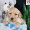 Image of Brielle, a Golden Retriever puppy