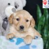 Image of Brielle, a Golden Retriever puppy